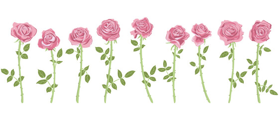 pink roses, vector drawing flowers at white background, hand drawn botanical illustration