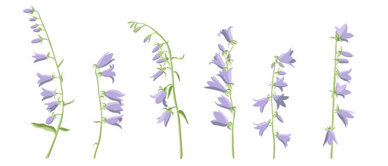 creeping bellflower, vector drawing flowers at white background, hand drawn botanical illustration