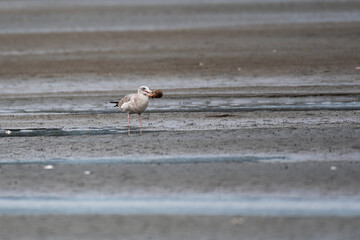 Western Gull scavenging for food at low tide in Bodega Bay