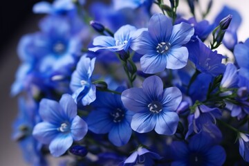 Small Blue Wildflowers