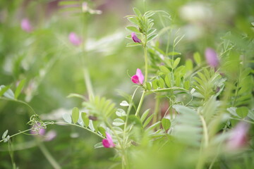 春の情景（カラスノエンドウ）