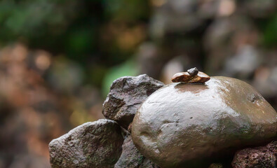 Small stones soaked in rain found in the mountains.