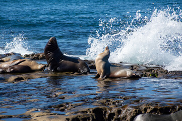 Two Sea Lions Basking