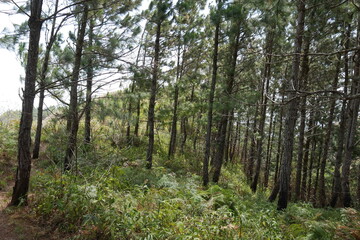 Kiefernwald in den Bergen von El Valle de Antón in Panama