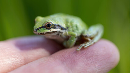 Sierran Treefrog perching on human's hand. Joseph D. Grant County Park, Santa Clara County,...