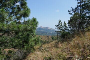 Kiefernwald in den Bergen von El Valle de Antón in der Caldera in den tropischen Bergen in Panama