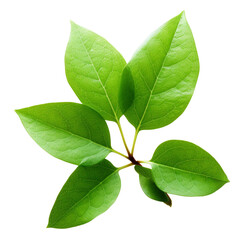 Small green leaves isolated on white