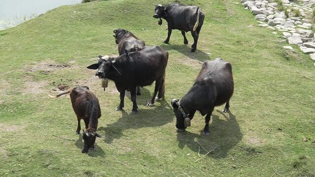 Domestic water buffaloes grazing in the meadow slow motion 240fps