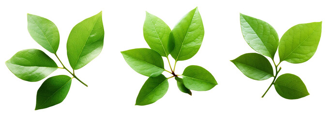 Small green leaves isolated on white