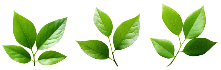 Small green leaves isolated on white