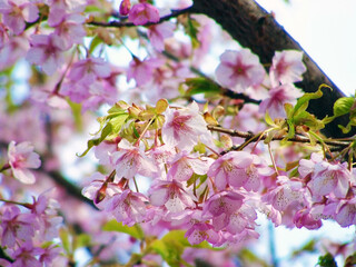 満開のカワヅザクラのクローズアップ