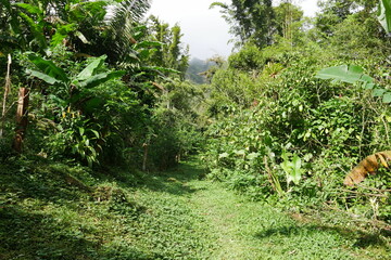 Wanderweg durch tropischen Regenwald in El Valle de Antón in Panama