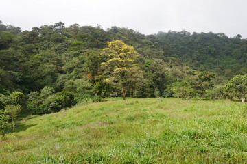 Fototapeta na wymiar Weide und Regenwald in El Valle de Antón in Panama
