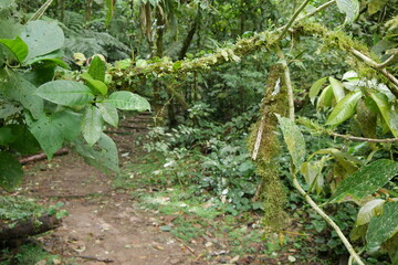 Fototapeta na wymiar Tropischer Nebelwald am Berg Cerro Gaital in El Valle de Antón in der Caldera in den tropischen Bergen in Panama