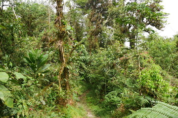 Tropischer Regenwald bzw Nebelwald in El Valle de Antón in Panama