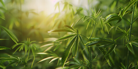 Fototapeta na wymiar Cannabis plant leaves,
