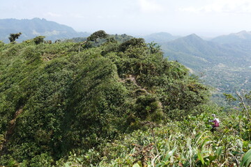 Tropischer Nebelwald am Berg Cerro Gaital in El Valle de Antón in der Caldera in den tropischen Bergen in Panama - obrazy, fototapety, plakaty