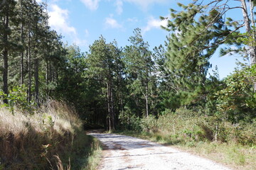 Straße durch Kiefernwald bei El Valle de Antón in der Caldera in den tropischen Bergen in Panama