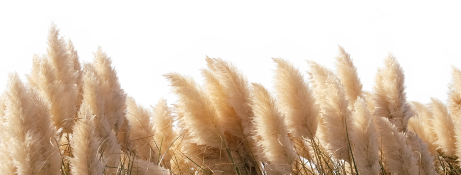 Sunlit Pampas Grass Plumes