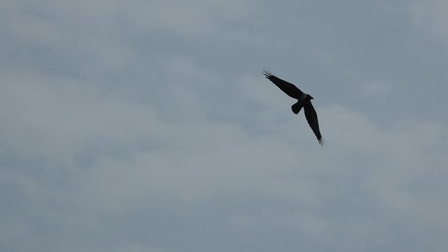 crow bird in flight super slow motion 240fps