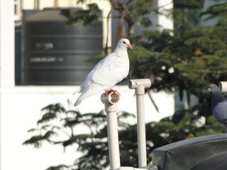 White Pigeon perched near a Water tank 