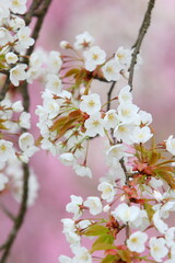 清楚な山桜のクローズアップ