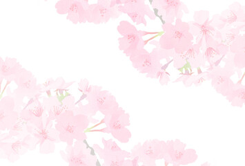 淡い水彩風の桜のイラスト