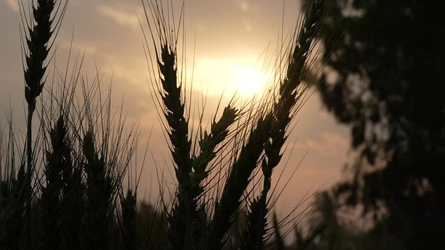 wheat field at sunset view 240fps super slow motion
