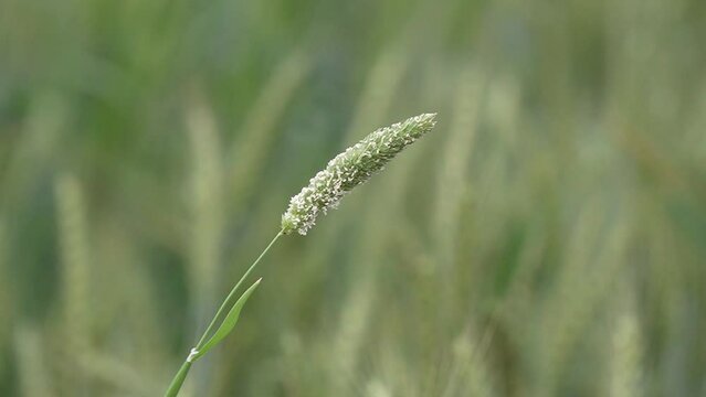 Phalaris minor is a species of grass native to North Africa, Europe, and South Asia sow motion 240fps 
