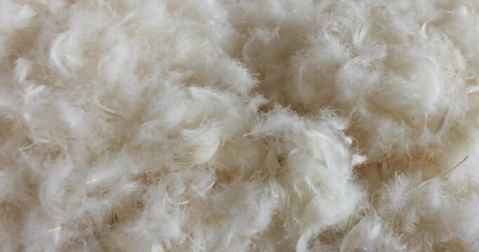 White feathers lie scattered creating delicate scene