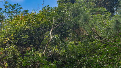 Fototapeta premium Thickets of tropical rain forest against the blue sky. A paradise bird crouched on a branch among the green foliage. Madagascar. Vakona Forest Reserve
