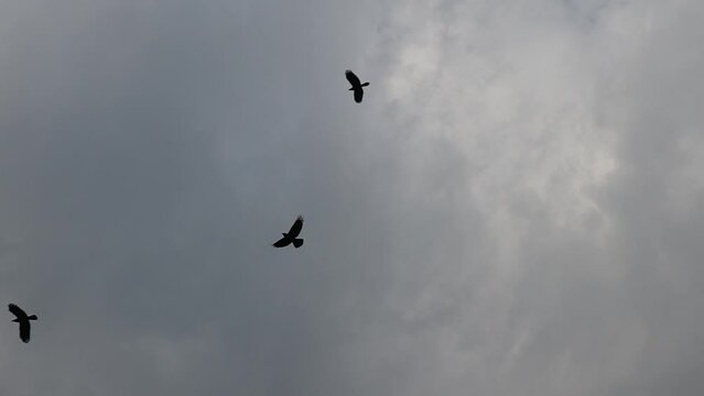 Flock o crow birds flying in Super slow motion 240fps. Cloudy background of silhouettes of Crow birds