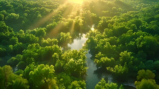 Early morning aerial photo of the green mountain forest