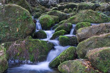 Pristine stream flowing with rocks covered with mosses on either sides