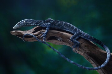 Varanus macraei on a branch