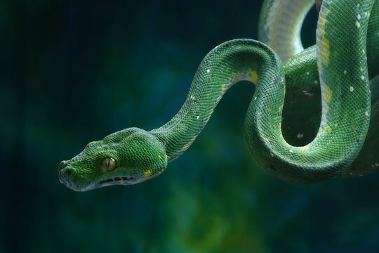 Green tree python on a grass
