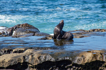 Seal Amidst Crashing Waves