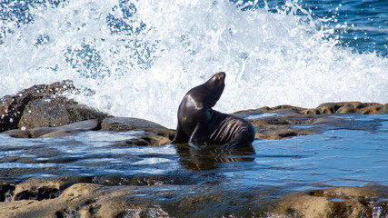 Seal Amidst Crashing Waves