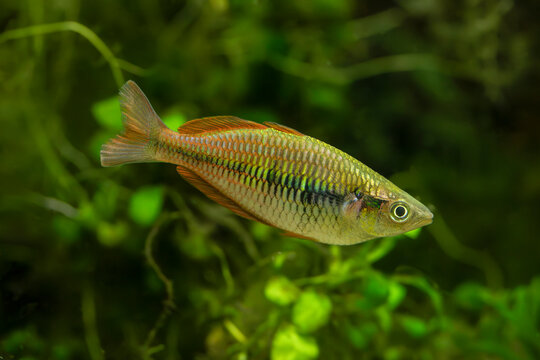 Banded rainbowfish - Melanotaenia trifasciata