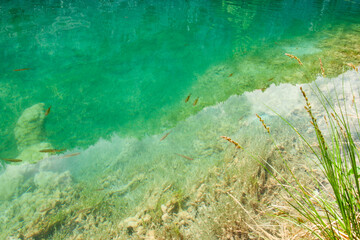 Cool clear turquoise pool with small fish in Croatia