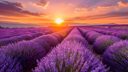 Foto op Plexiglas The vibrant colors of a sunset over lavender fields, creating a harmonious blend of warm and cool tones © Samira