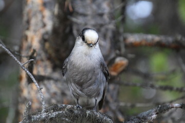 Canada Jay, Jasper National Park, Alberta