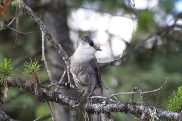 bird on a branch, Jasper National Park, Alberta