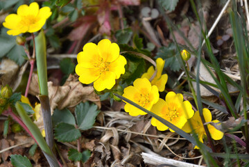 Ranunculus repens flowers or  creeping buttercup growing in a forest
