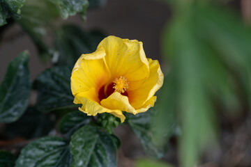 夏に咲く、南国情緒の黄色いハイビスカスの花