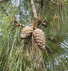 Pinus canariensis, also known as the Canary Island pine