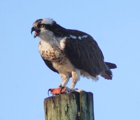 Osprey Eating Prey and Calling to Young