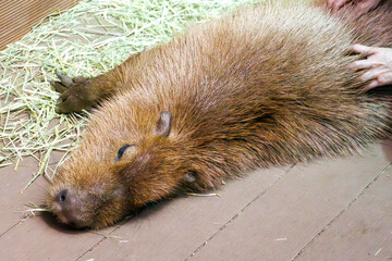 可愛いカピバラ（テンジクネズミ科）。

日本国神奈川県川崎市、カワスイにて。
2023年9月4日撮影。

Lovely Capybara (Hydrochoeris hydrochaeris, family comprising Caviidae).

At Kawasui aquarium, Kawasaki city, Kanagawa, Japan,
photo by September 4