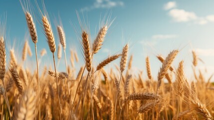 Fototapeta premium A wheat field border
