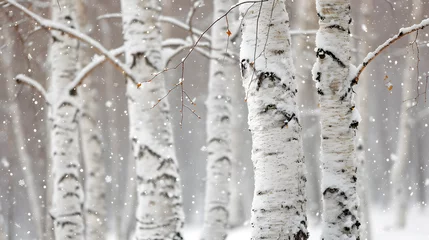 Rolgordijnen The elegant white bark of birch trees against a snowy backdrop. The contrast between the dark branches and the snow can be visually striking © Samira